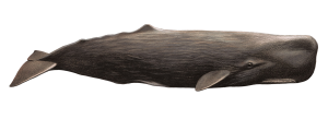 Whale PNG-19237